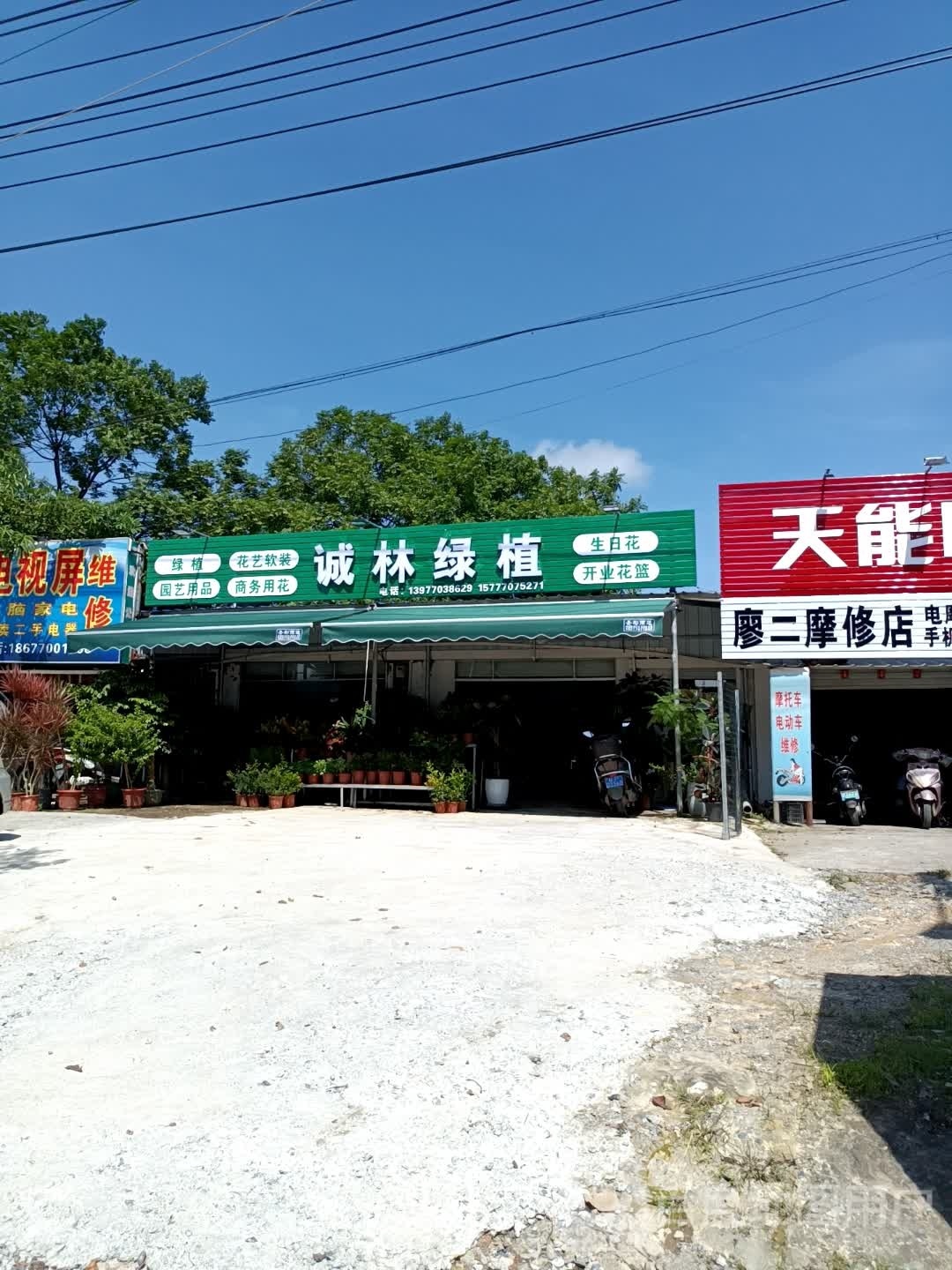 诚林绿植