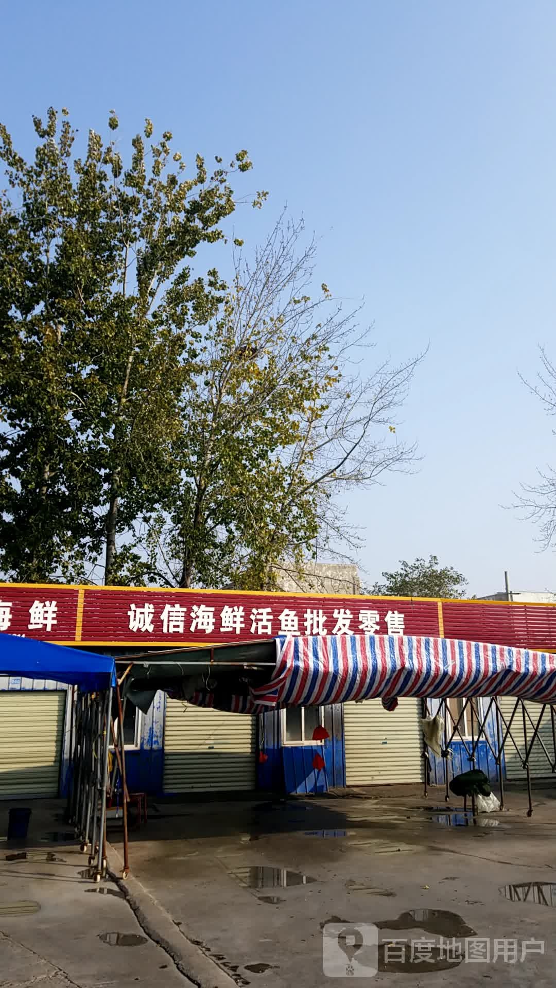 诚信海天活鱼批发零售