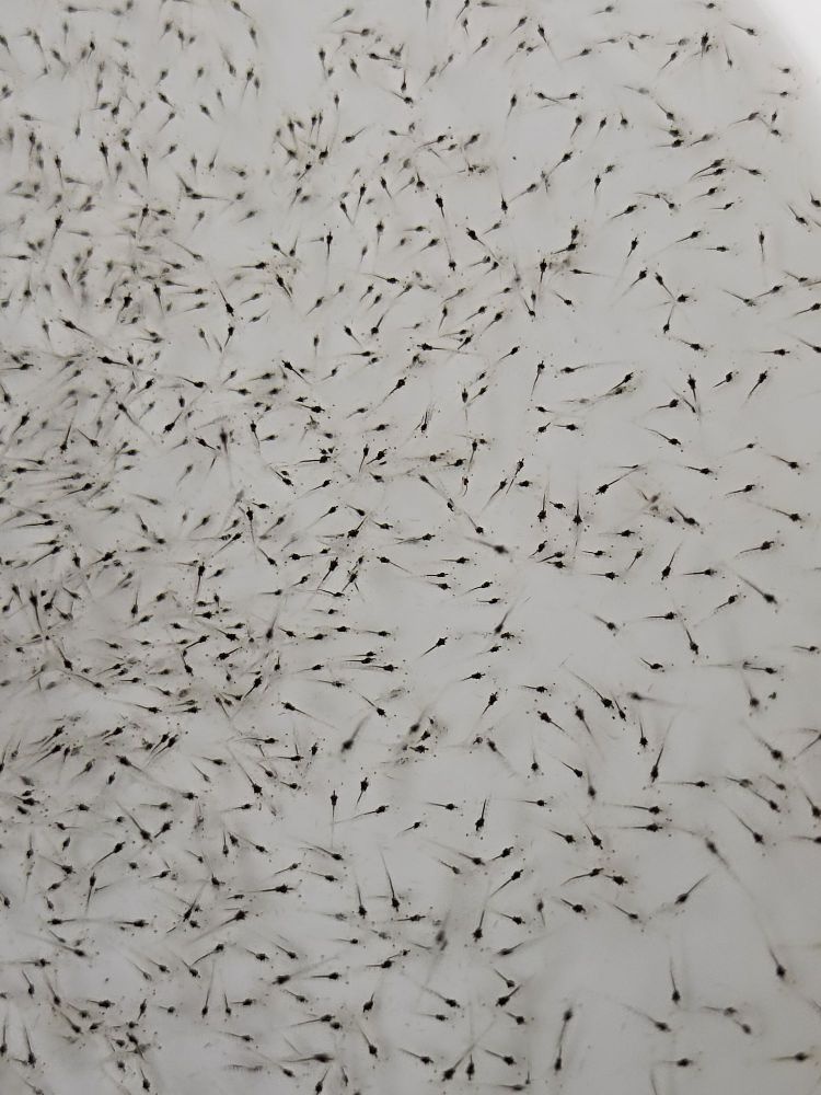 宝莱水产种苗(海南琼海市)有限公司