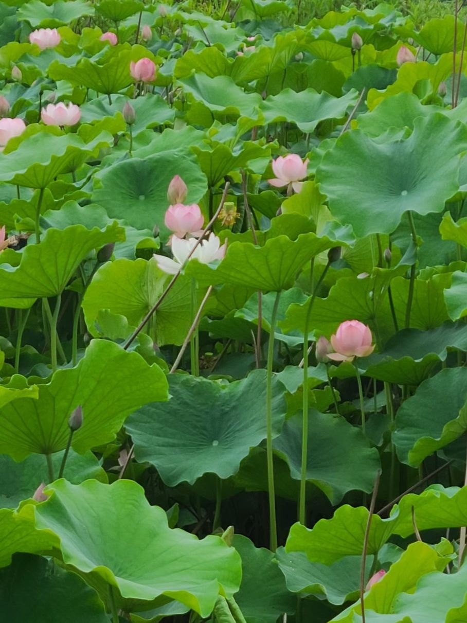 花田湿地
