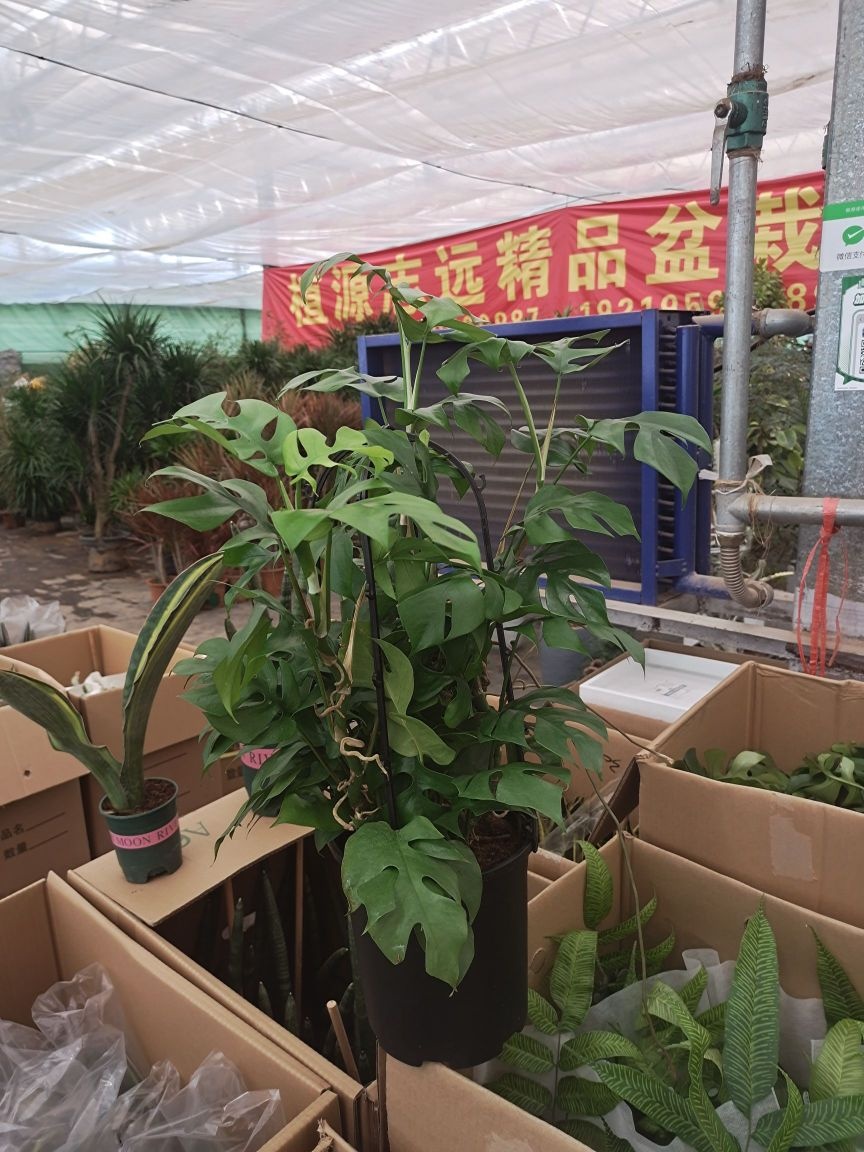 植源志远花卉