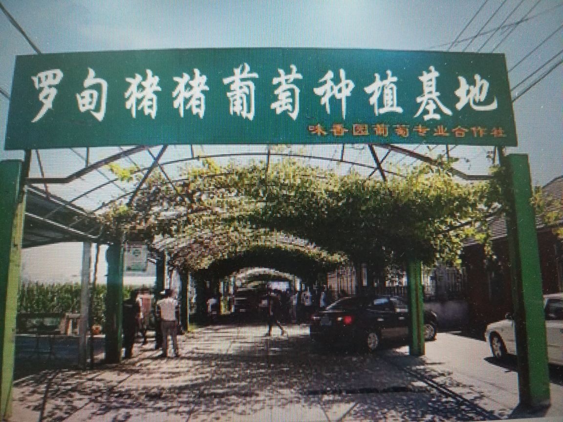 罗甸猪猪葡萄种植基地