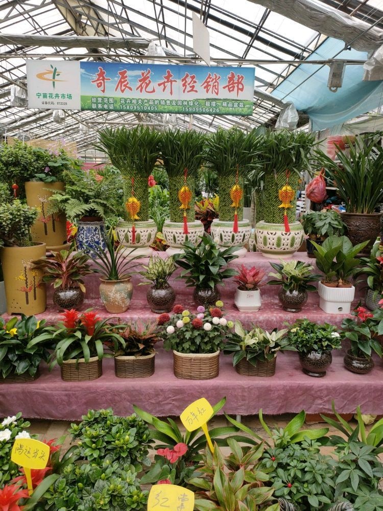 奇辰花卉经销部