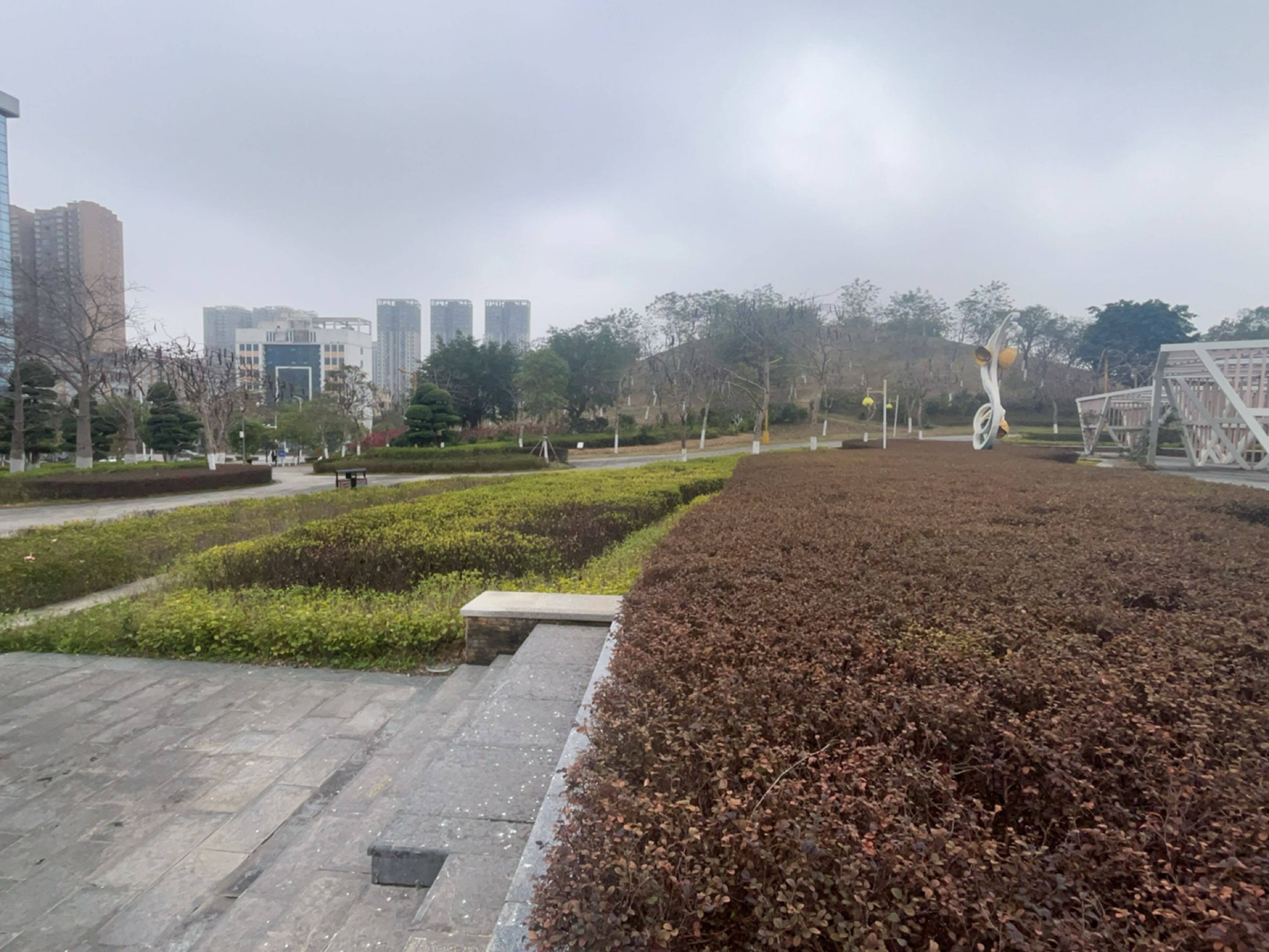 金花茶植物园