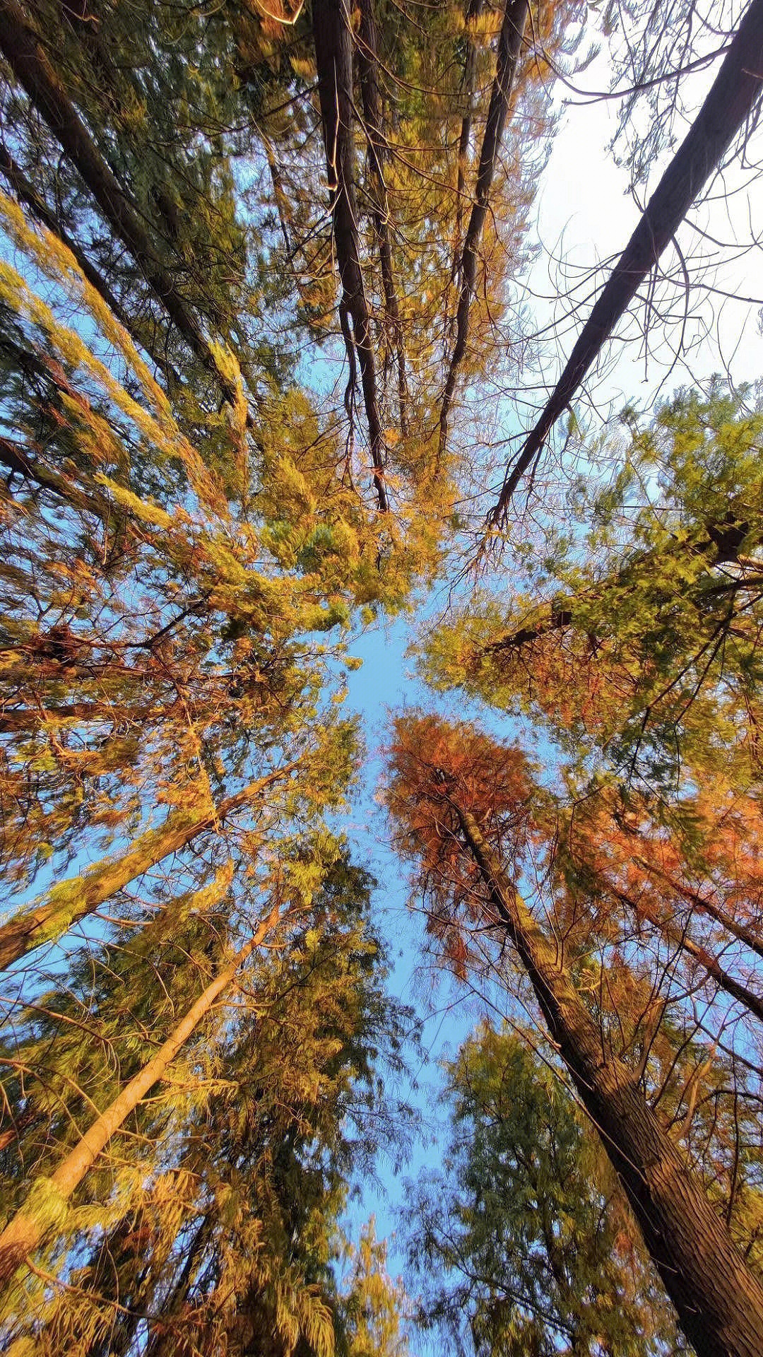 灯都生态湿地公园