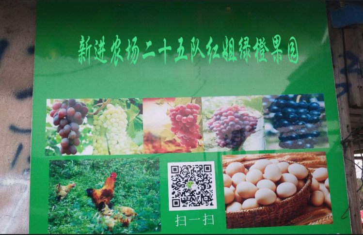 新进农场二十五队红姐绿橙果园