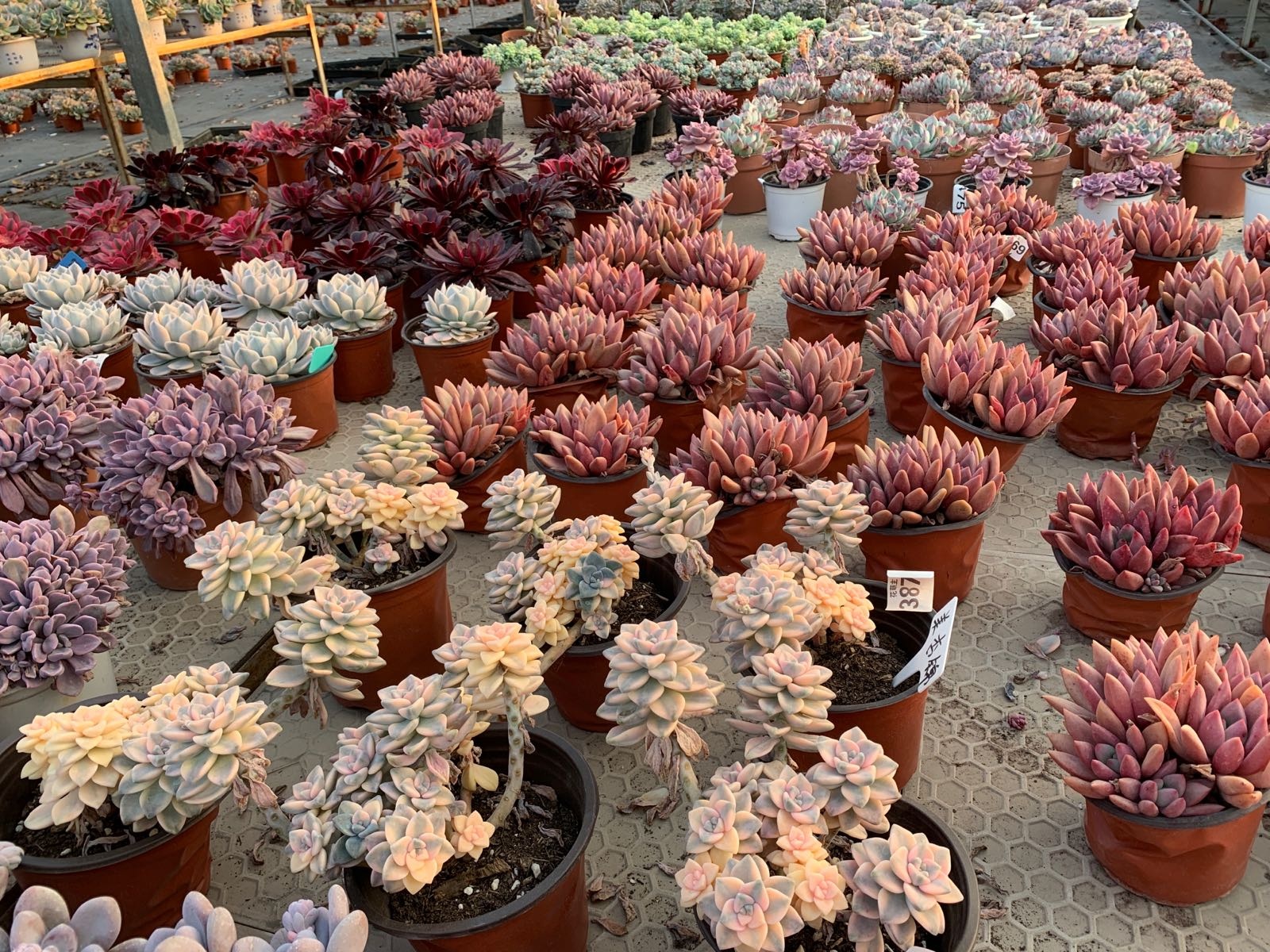花萌主多肉植物园