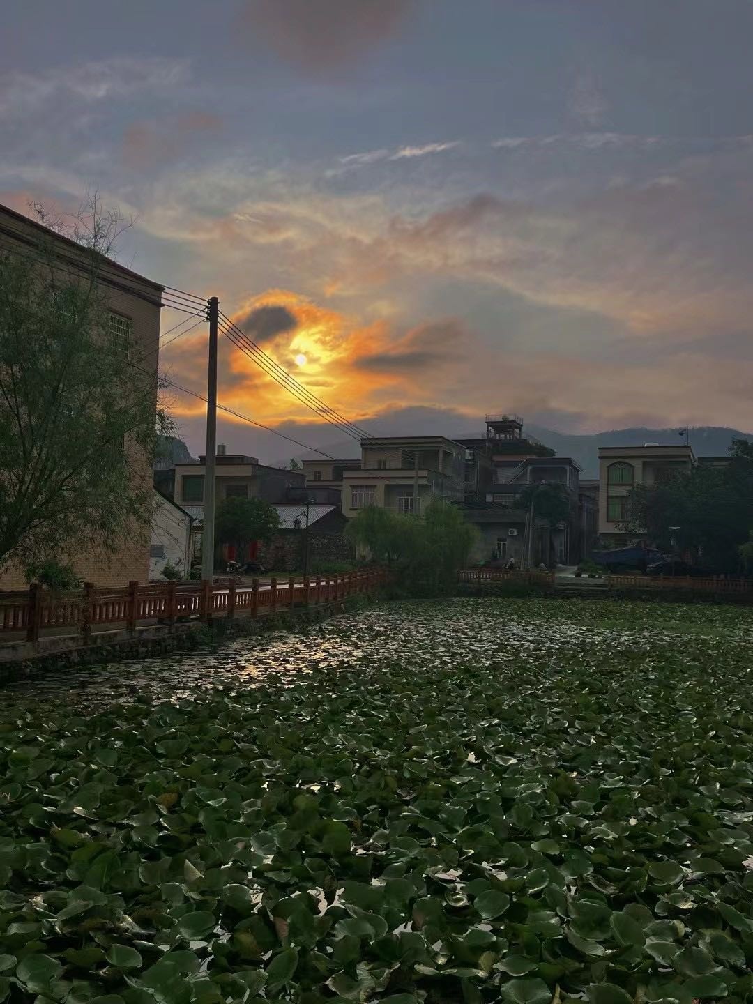 凤来村荷花公园