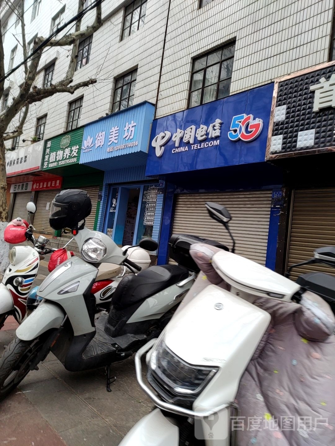 菊兴发艺植物养发