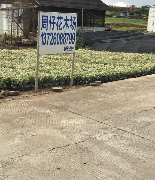 中山市周仔花木场