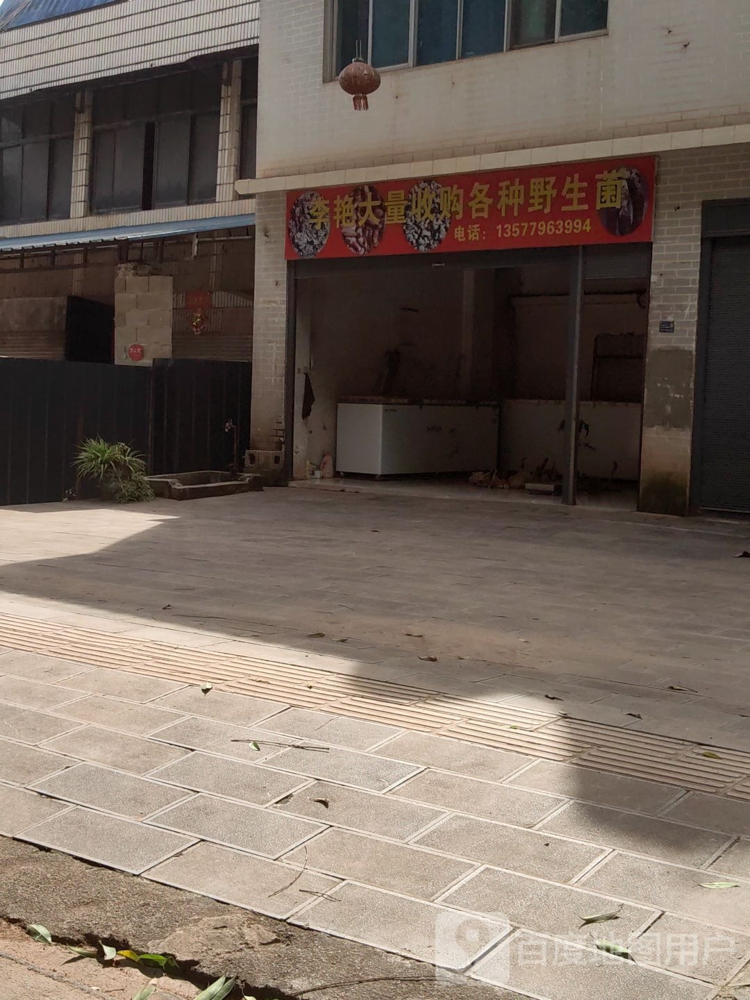 李艳大量收购各种野生菌