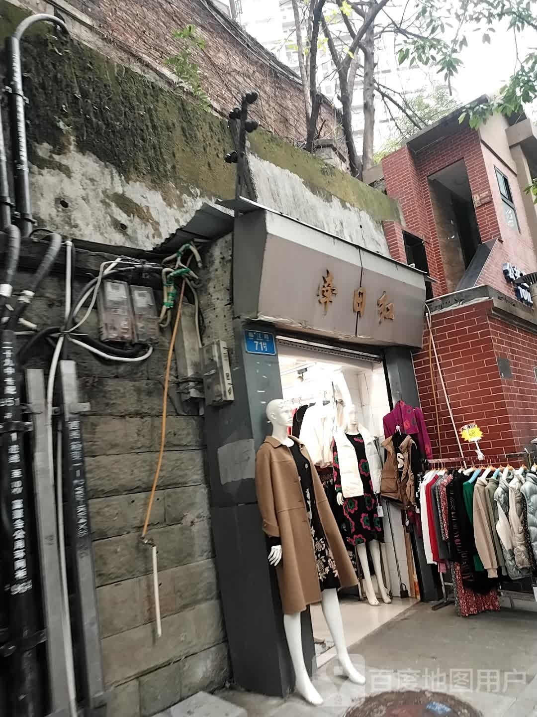 牵日红