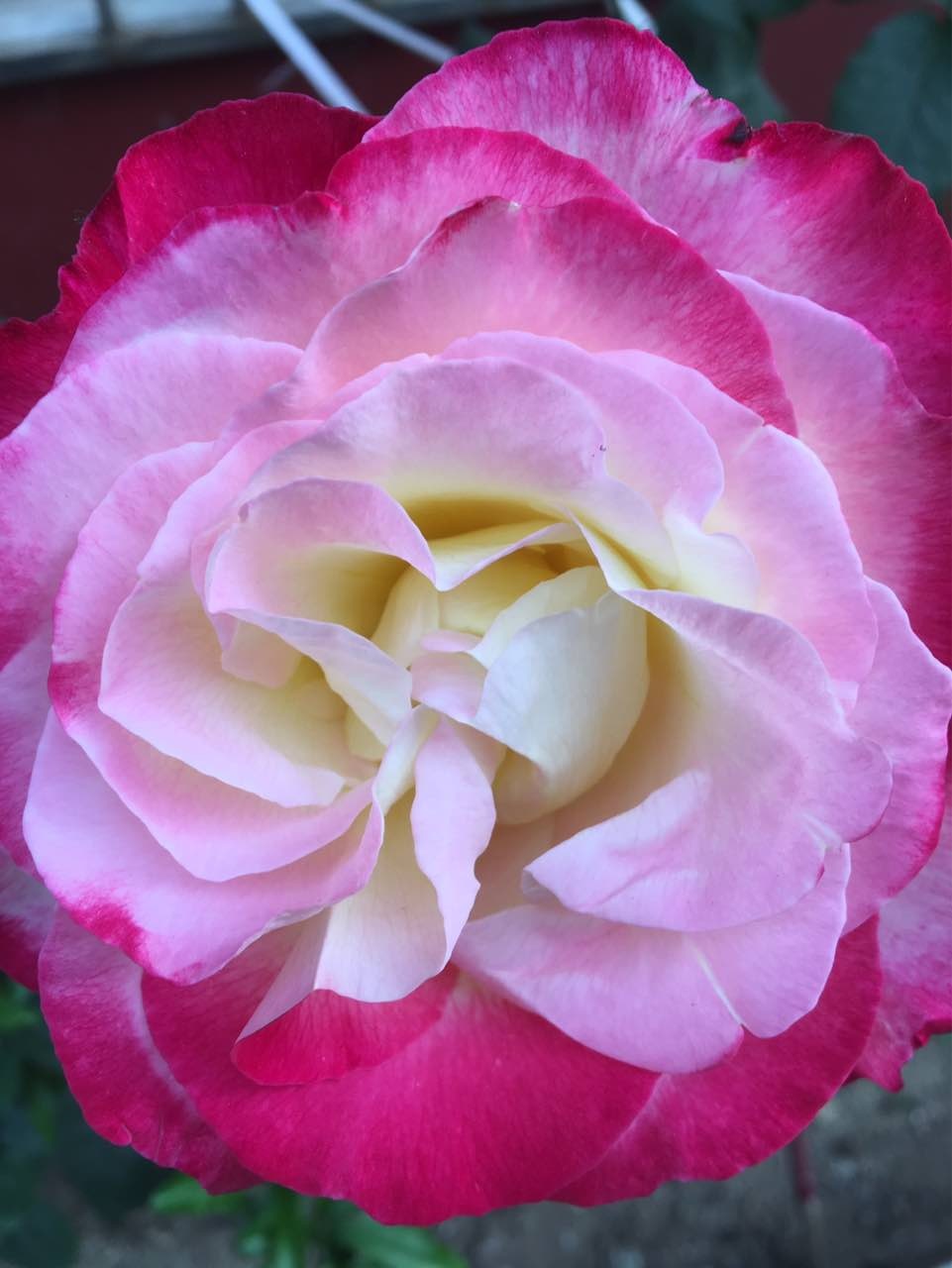 一品鲜鱼锅贴(人民一路店)