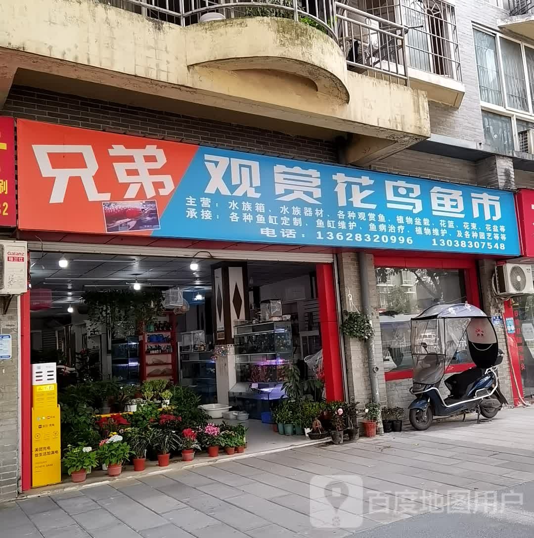 兄弟观赏花鸟鱼市
