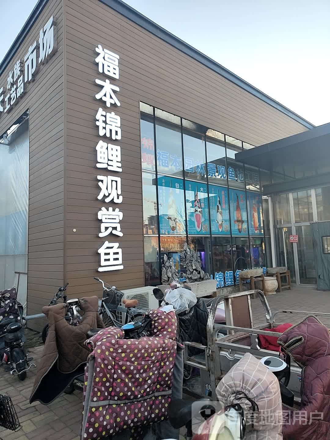 福本锦鲤观赏鱼
