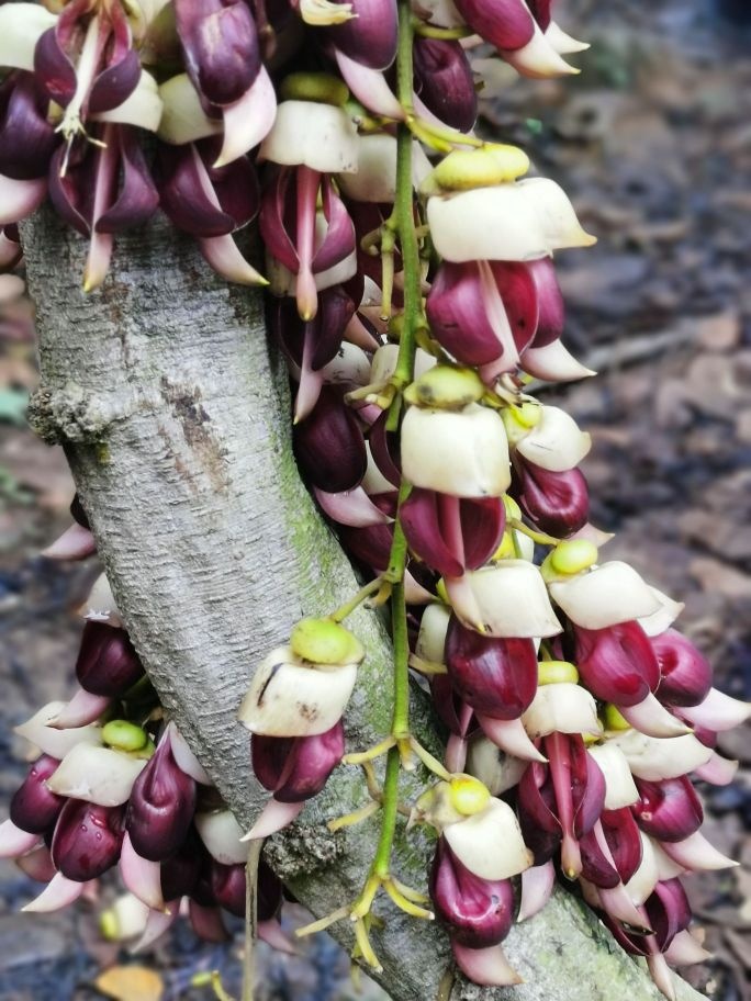 廉江市和寮镇根竹村根竹嶂生态森林公园