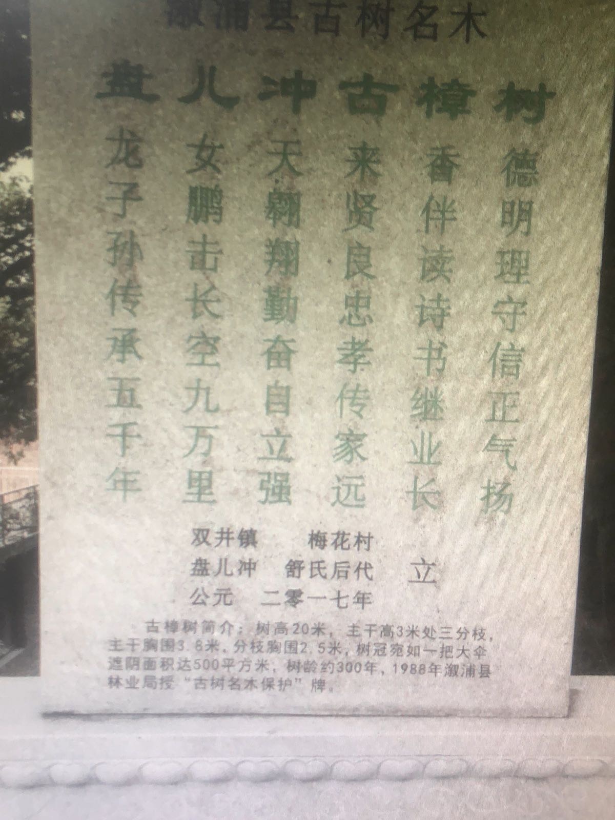 盘儿冲古樟树