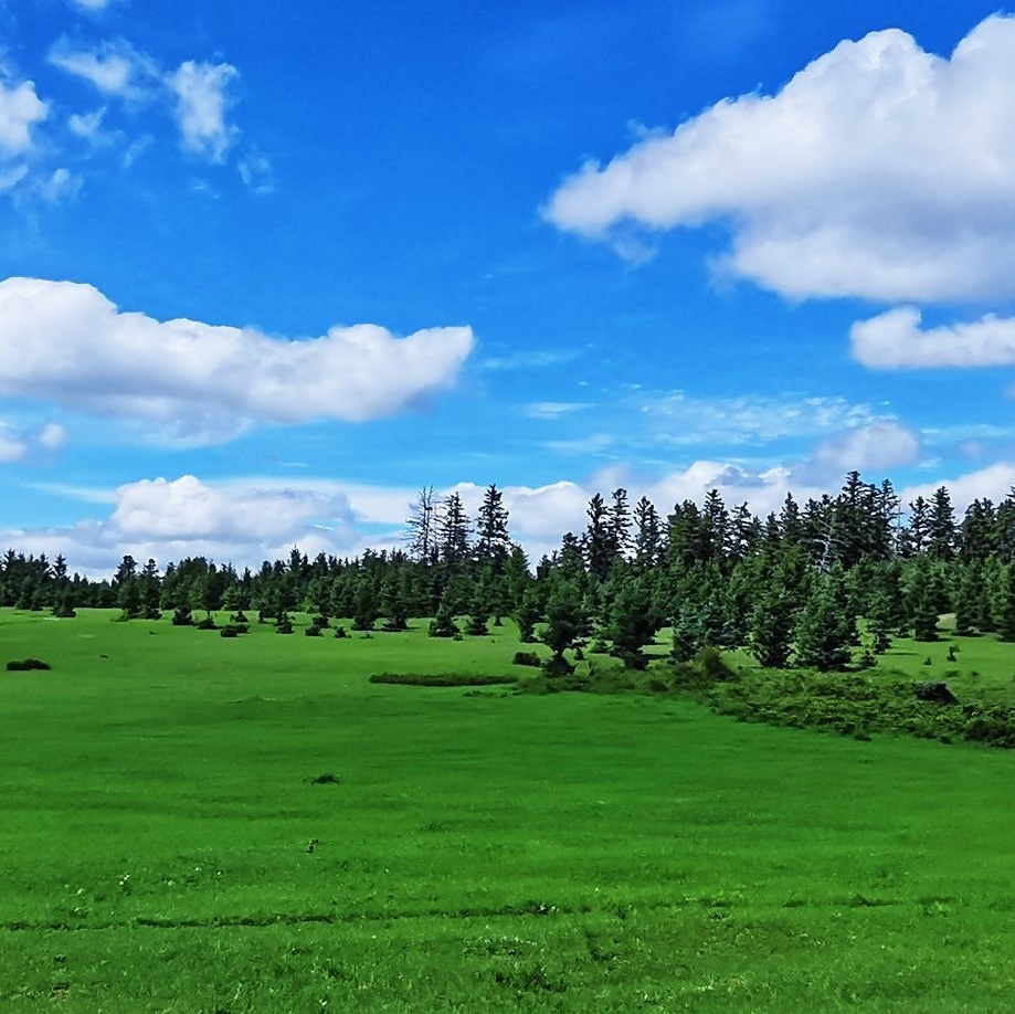 白音敖包沙地云杉景区