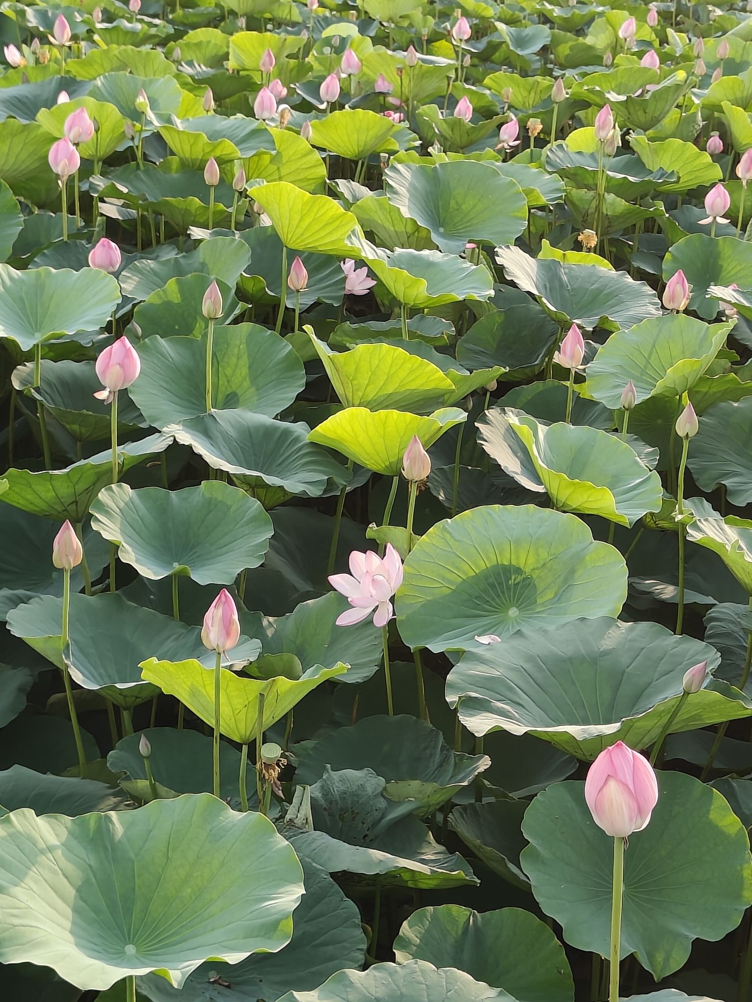 沱湖湿地风景区