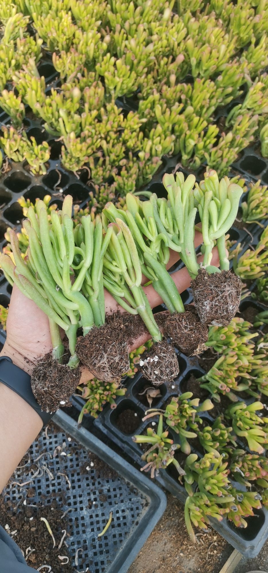宝宝多肉植物园