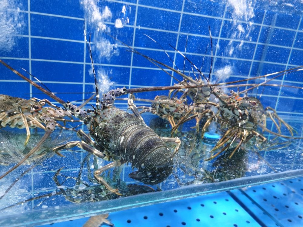 刘洋海鲜(育新街店)