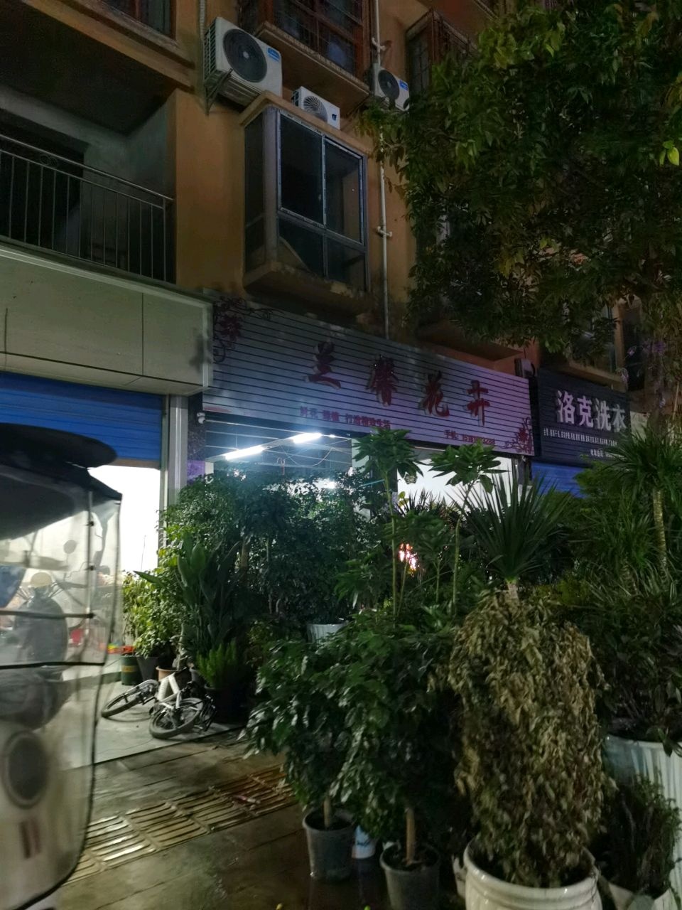 兰馨花卉