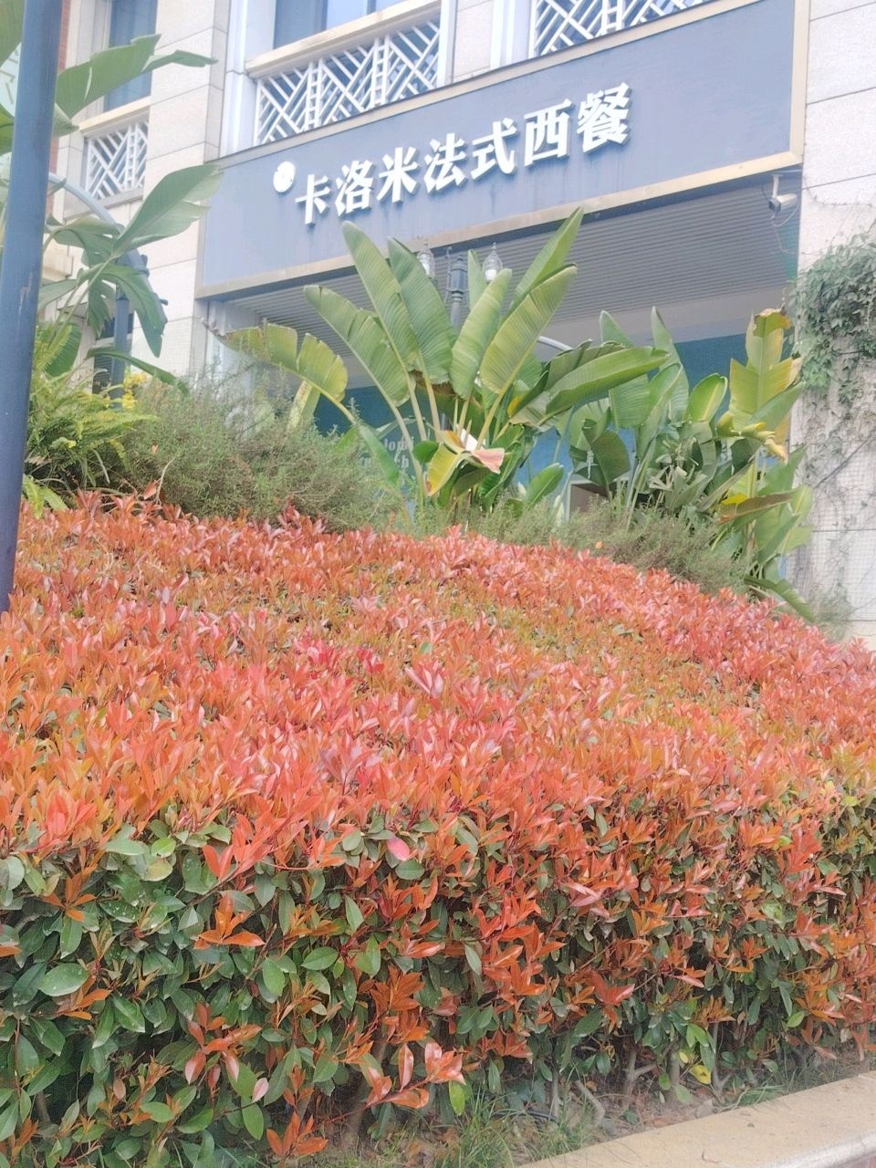 卡洛米法式西餐