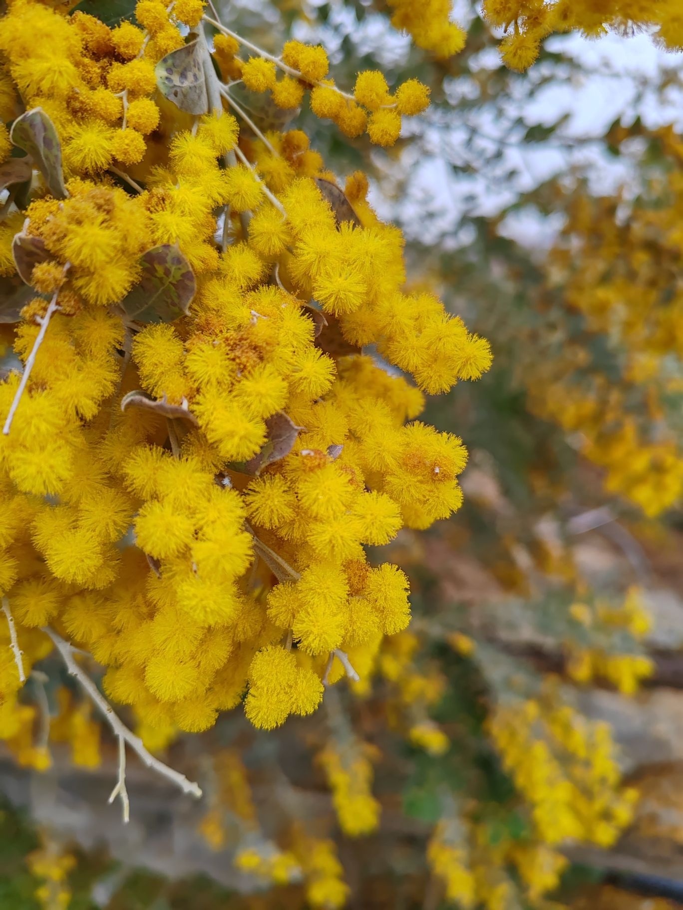 百花乐园
