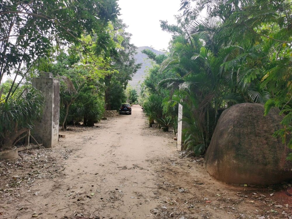 乐东尖峰强绿苗圃