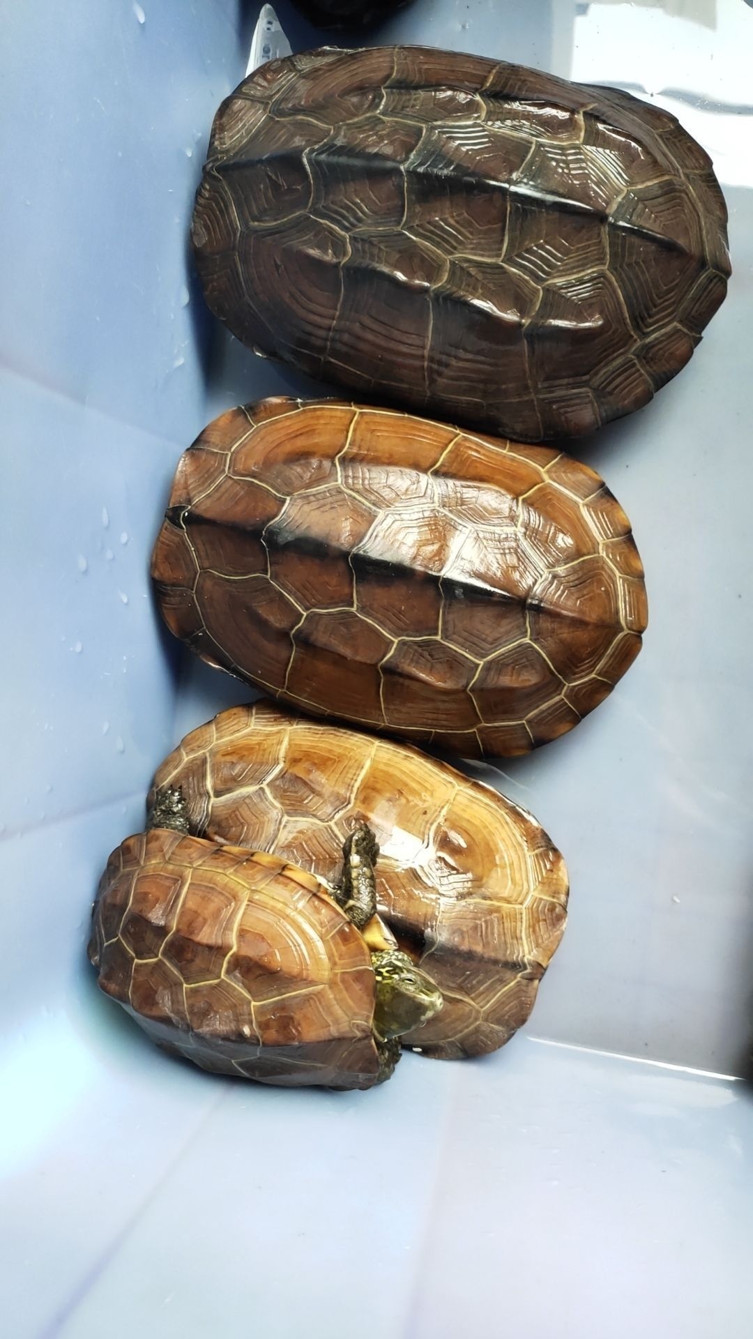 一甲水产