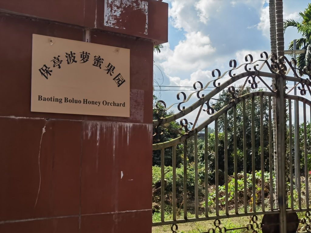 保亭波萝蜜果园