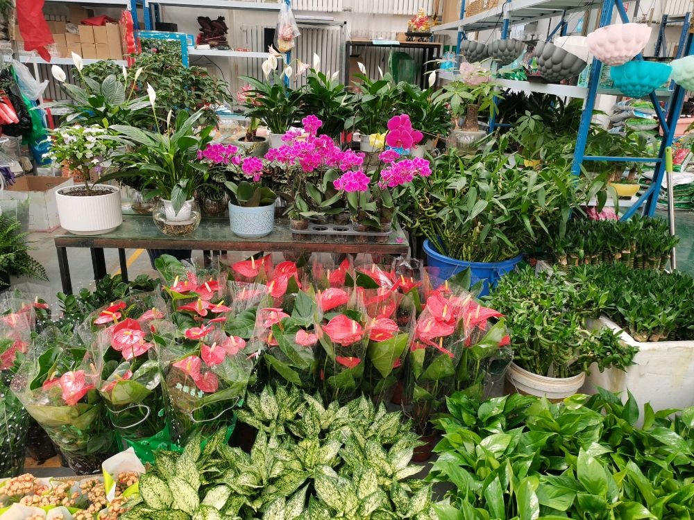 昌吉市船阏庭缮根花卉