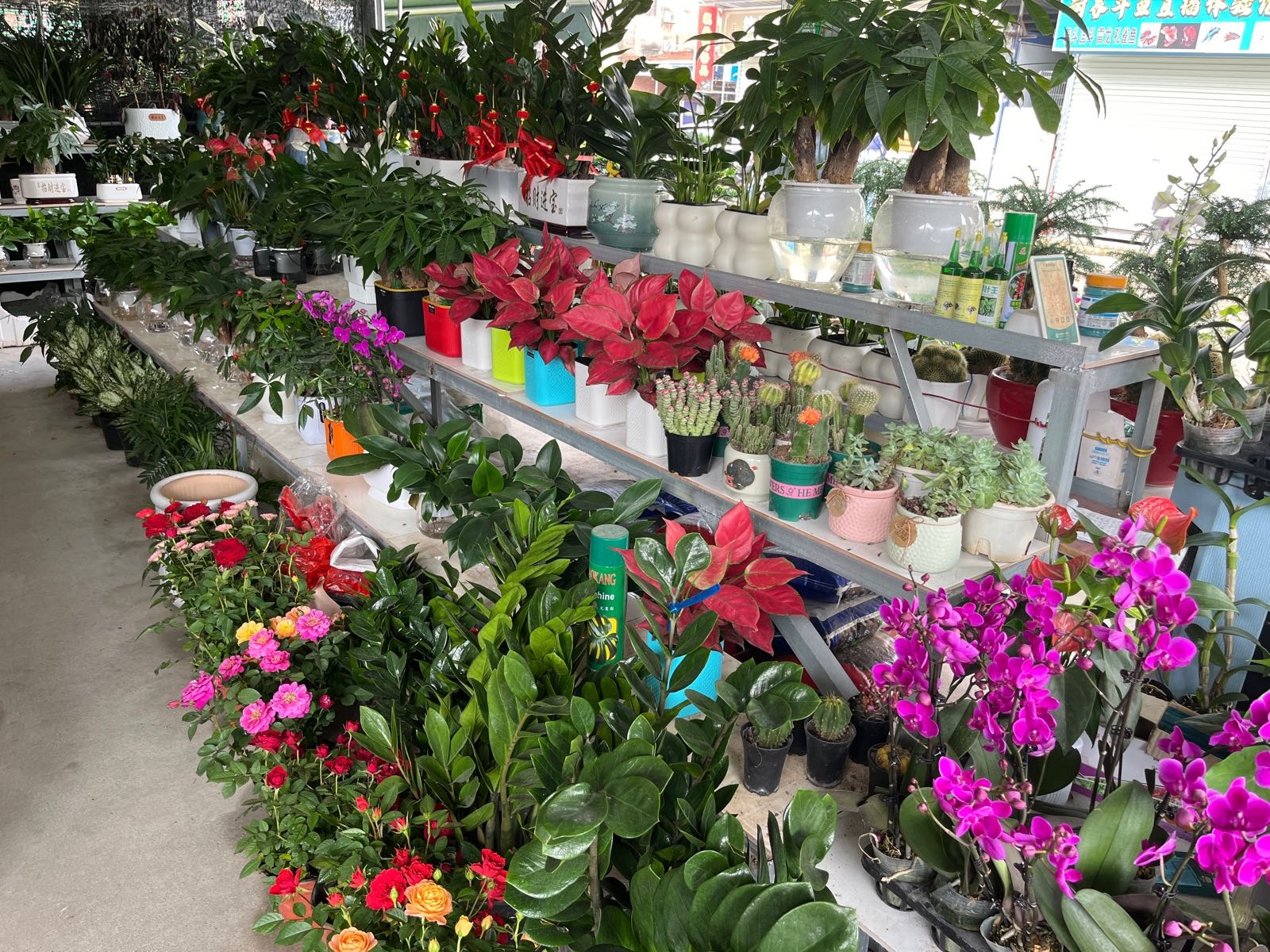 钦州大自然花卉经营部