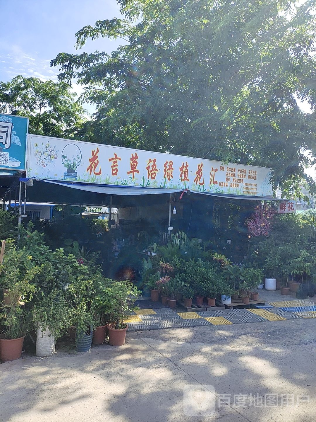 花言草语绿植花汇