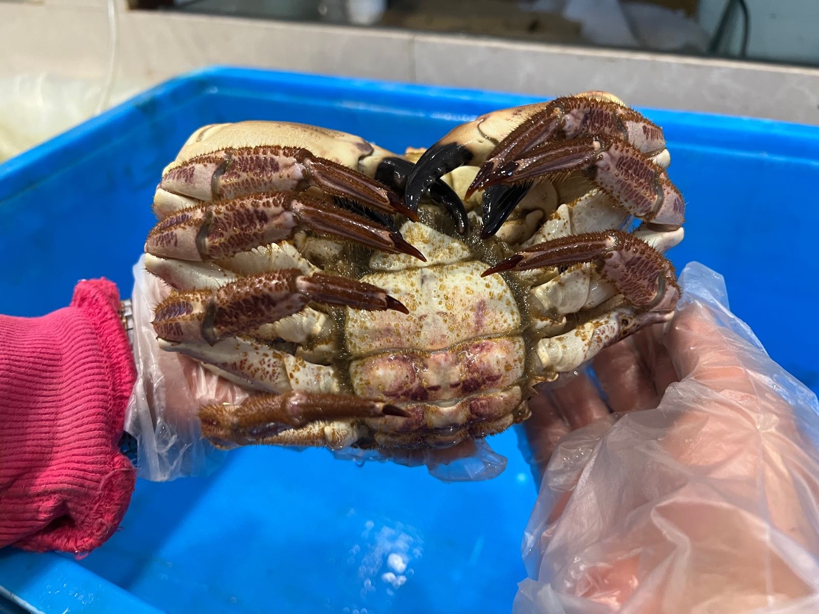 活鲜水产城