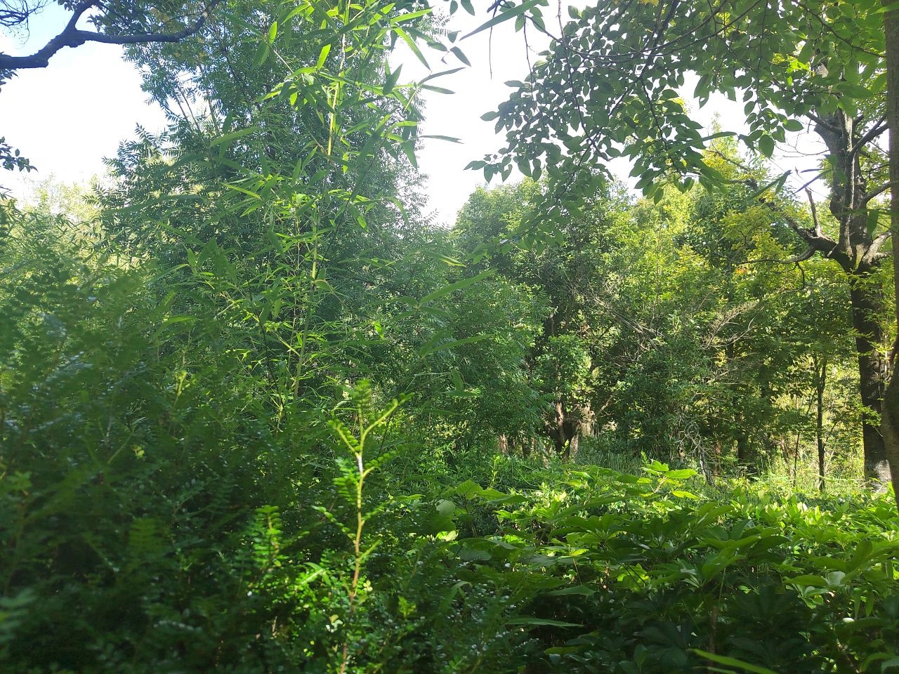 陆生植物bd区