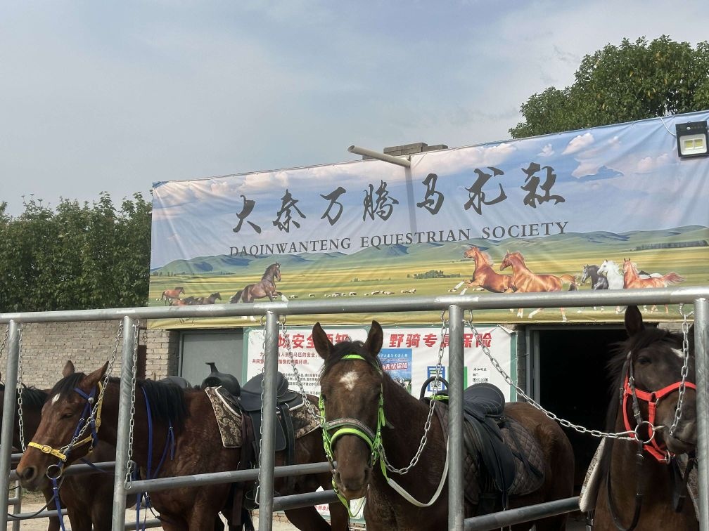 大秦万腾马术社