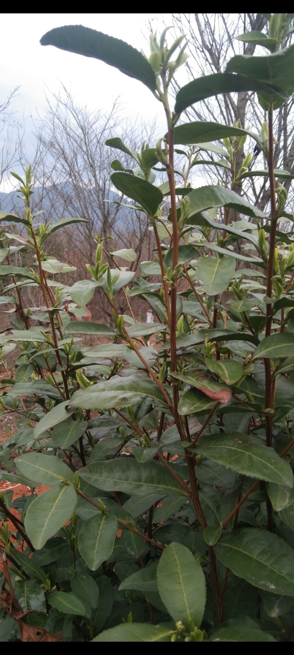 嵊州市明山茶场