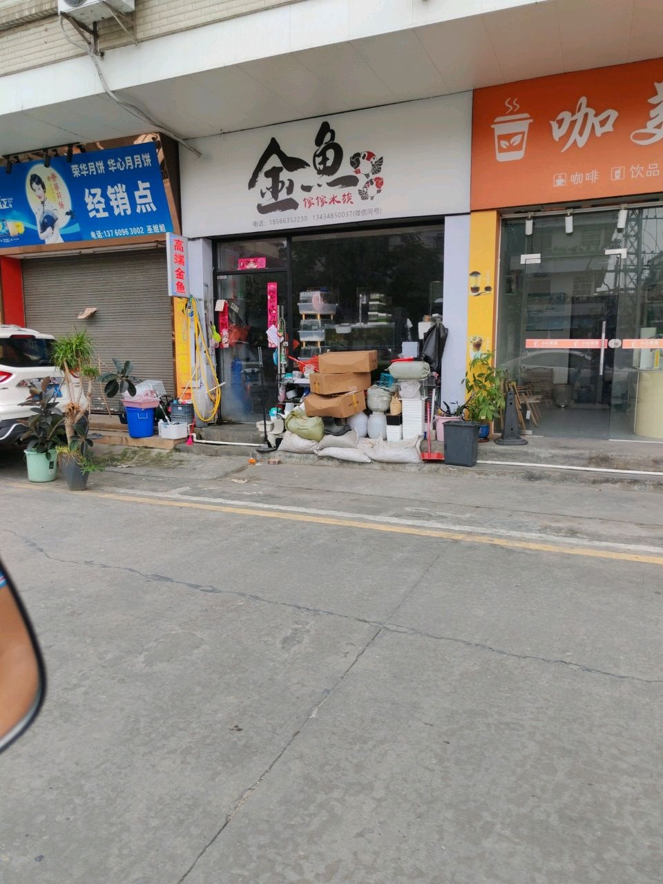 金鱼
