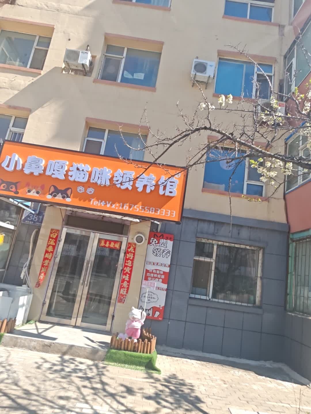 小鼻嘎猫咪领养馆