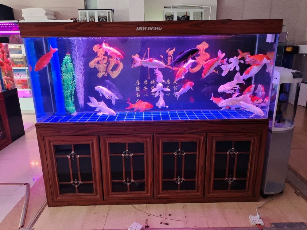 闽光水族