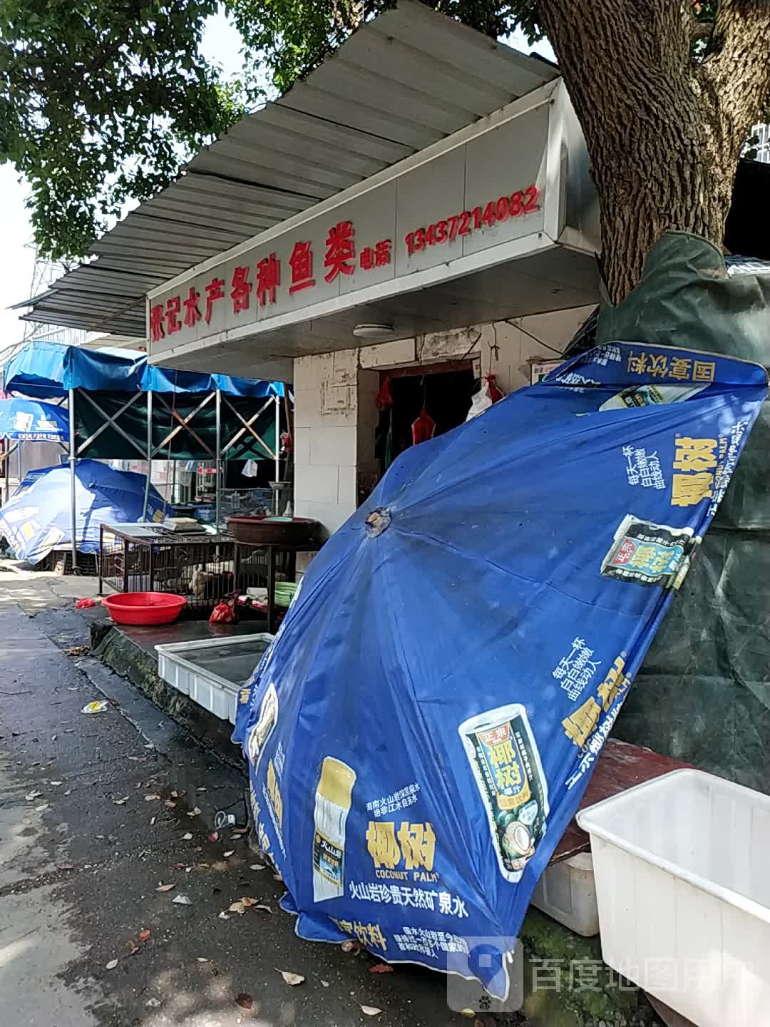 张记水产各种鱼类