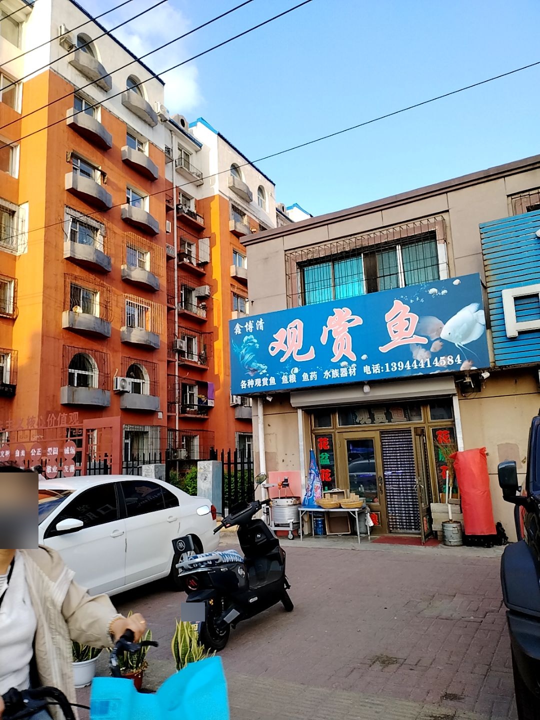 鑫博清观赏鱼
