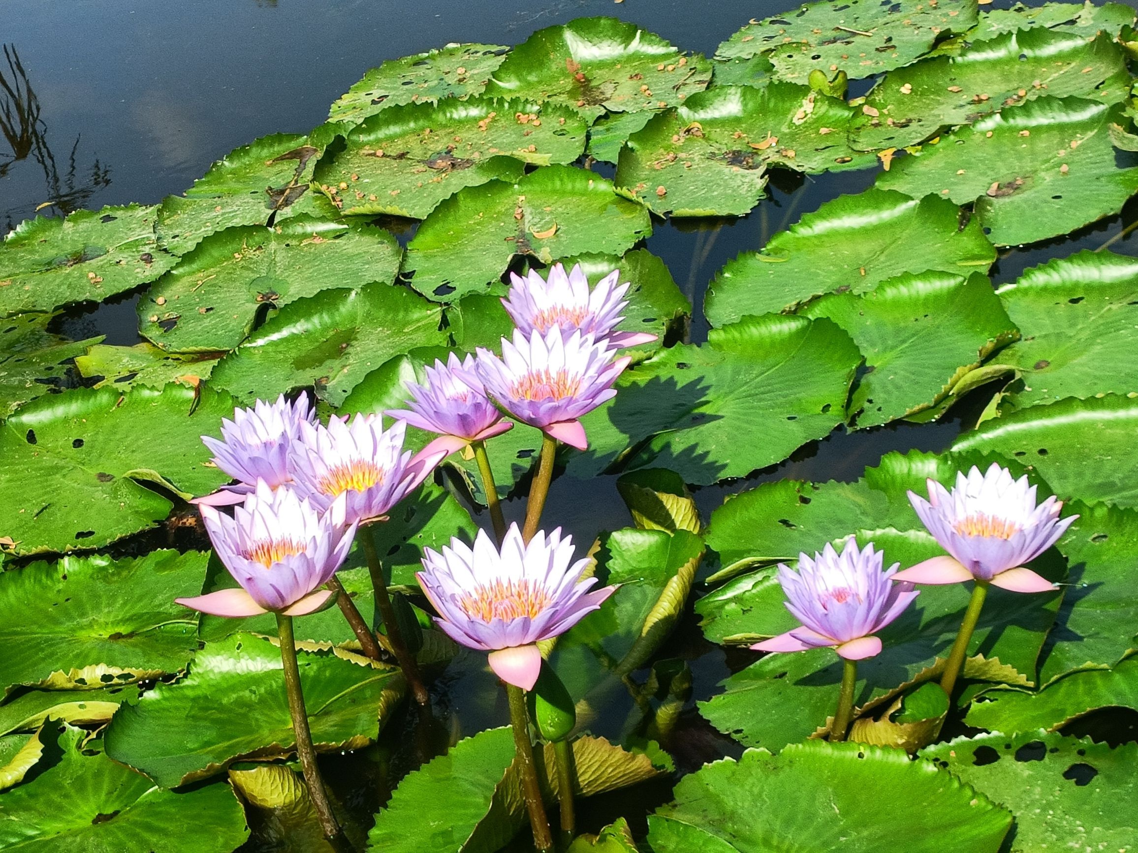 三亚东岸湿地公园