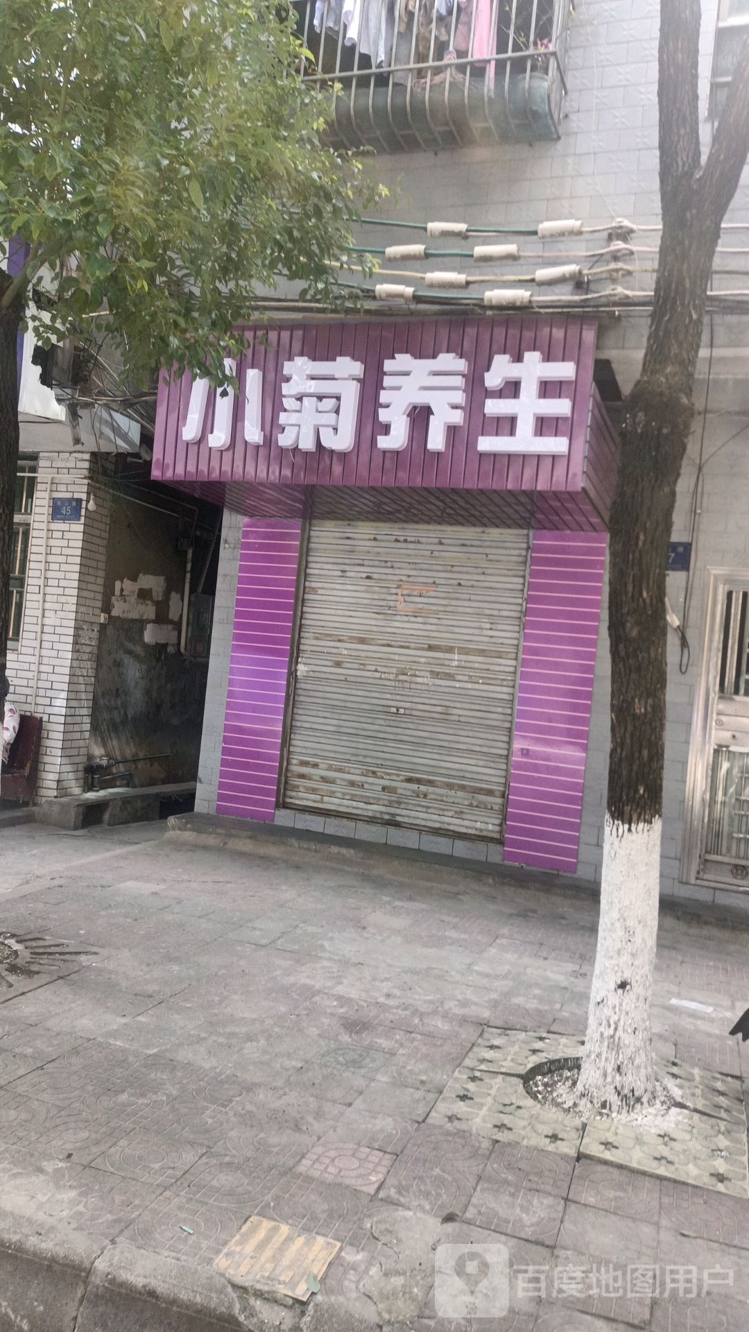 小菊养生