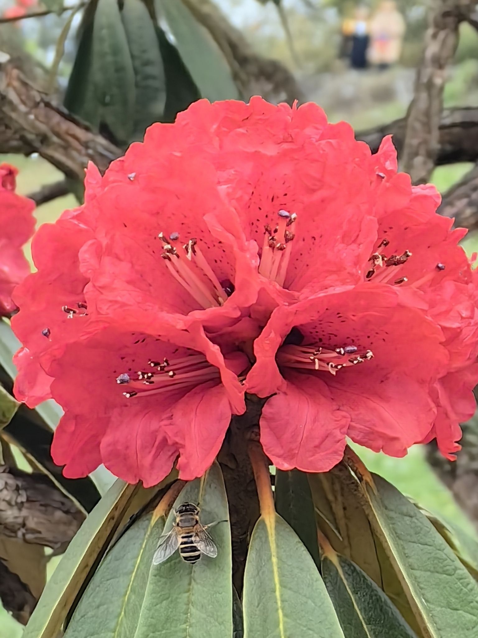 百里杜鹃风景名胜区