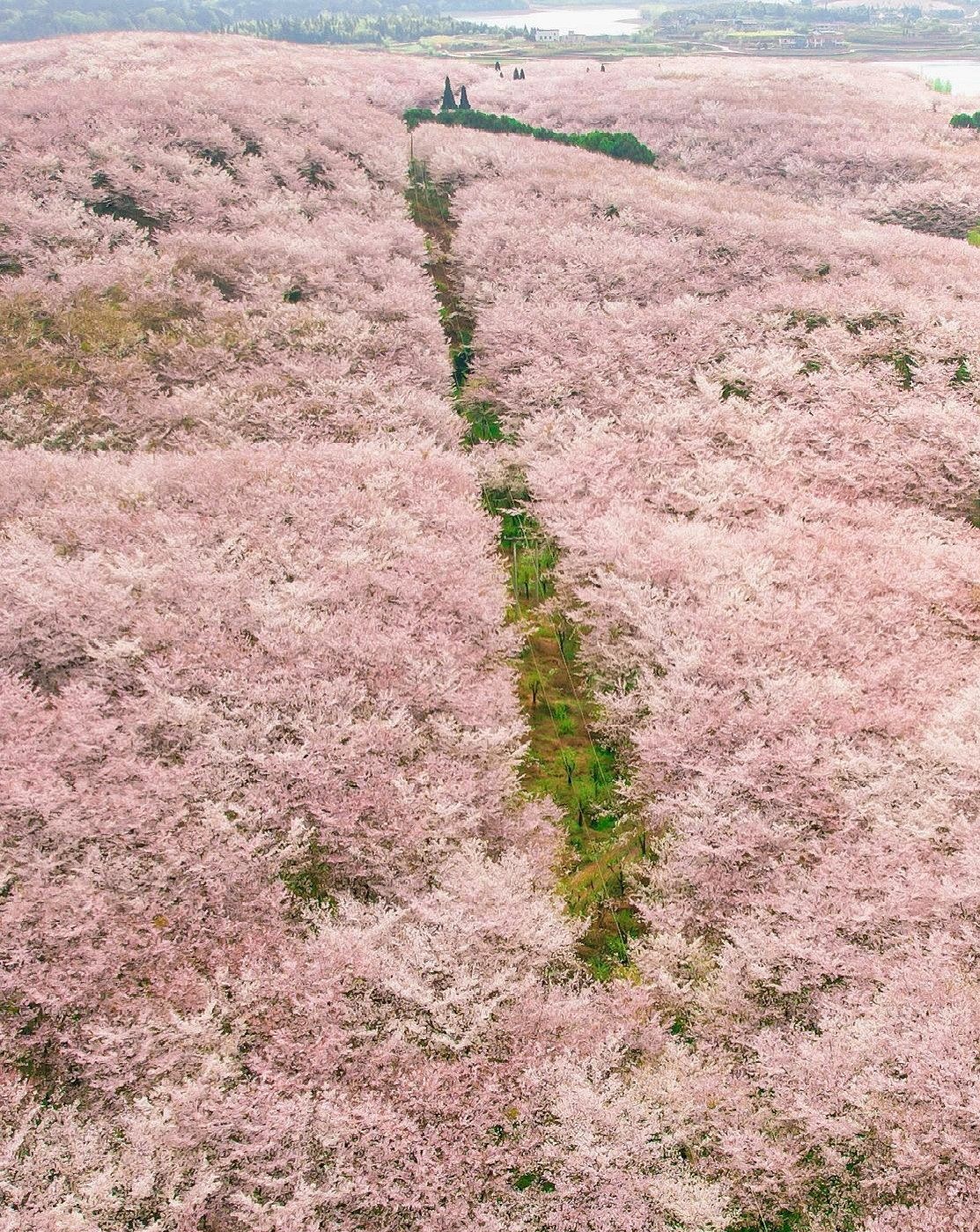 平坝樱花山庄