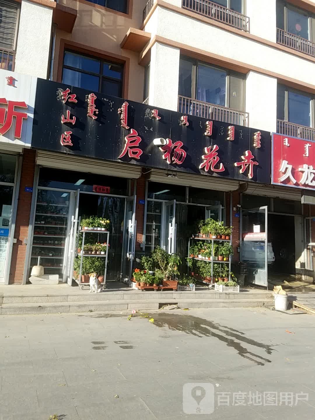 红山区启杨花卉