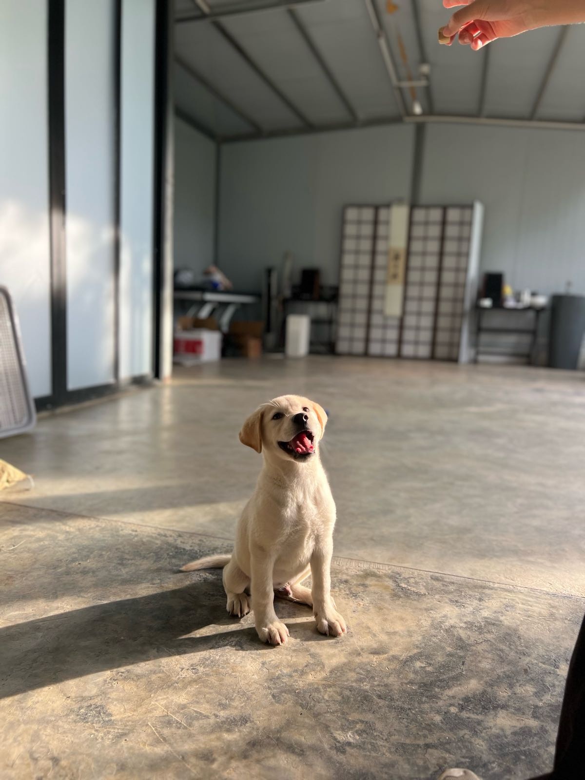 好伴侣宠物训练学校