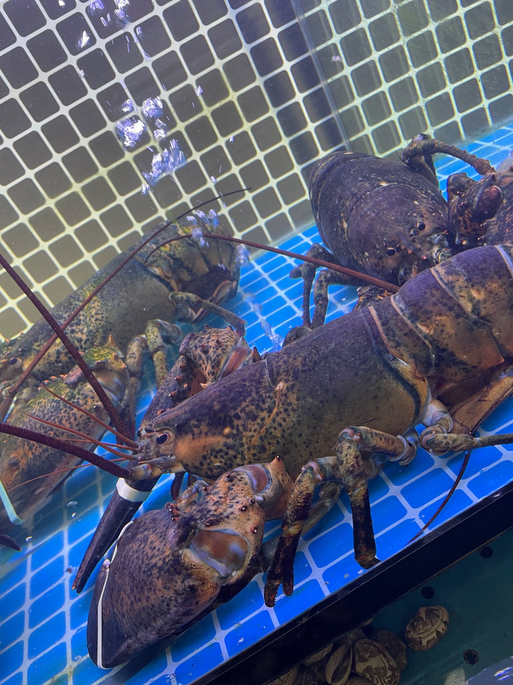 赵记海鲜批发行